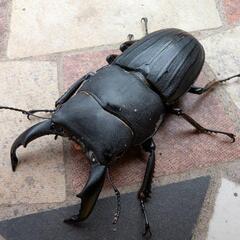 スジブトヒラタクワガタ オス (越冬個体)