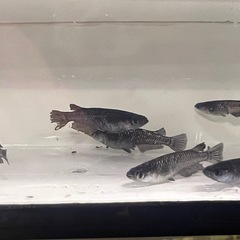 Ｂミッドナイトフリル漆黒２０００円の画像