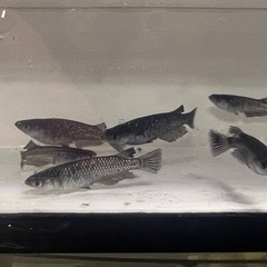 Ｂミッドナイトフリル漆黒２０００円の画像