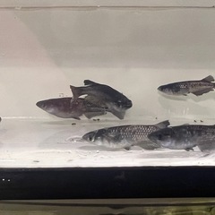 Ｂミッドナイトフリル漆黒２０００円の画像
