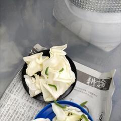 モンシロチョウの幼虫