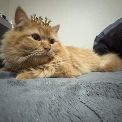 マンチカン　来られなかったので再募集します。