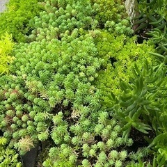 多肉植物、セダム