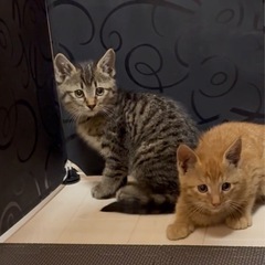 子猫/引取先探してます