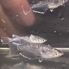 ミッドナイトフリルラメ２０００円の画像