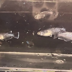 ミッドナイトフリルラメ２０００円の画像