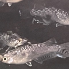 ミッドナイトフリルラメ２０００円の画像
