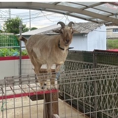 ヤギ　山羊　🐐　オス
