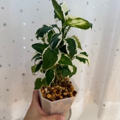 観葉植物　ディフェンバキアクールビューティー小の画像