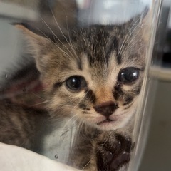 急募☆子猫の里親を探しています！！