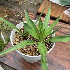 植物　ユッカラン 二苗 