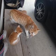 野良猫　