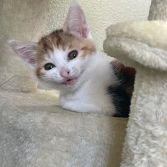 ママと娘の茶三毛ちゃん　救ってください - 猫
