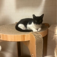 猫が大好きな大人しい黒白子猫（右側）