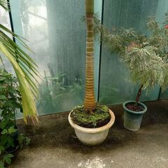 大きい植木鉢の画像