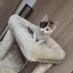 三毛猫　メス