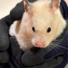 メル友チャッ友欲しいです