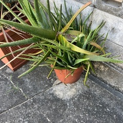 アロエ鉢