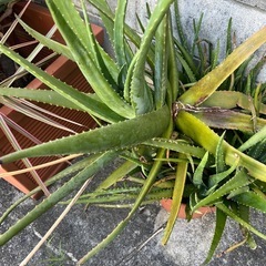 アロエ鉢の画像