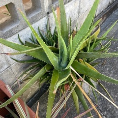 アロエ鉢の画像