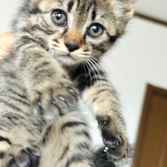 ボク抱っこが大好き