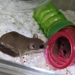 あふりかやまね