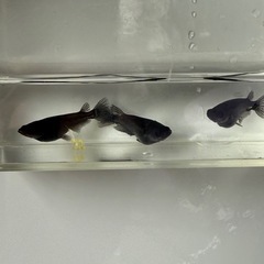 めだか、オロチの出品の画像