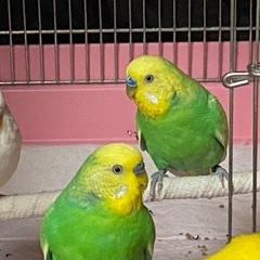 セキセイインコ２羽里親募集