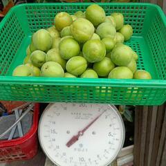 青梅　梅ジャム　梅干し　梅ジュース　2kg