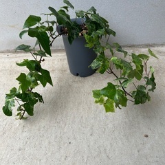 【観葉植物】アイビー　ヘデラ