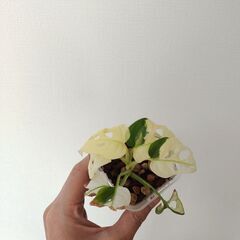 斑入り　マドカズラ(アダンソニー)の画像