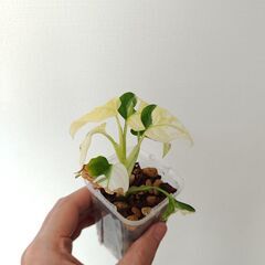 斑入り　マドカズラ(アダンソニー)の画像