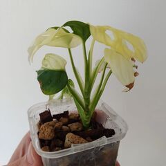 斑入り　マドカズラ(アダンソニー)