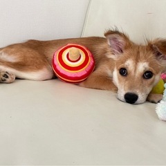 野良犬の子犬　りんごちゃん