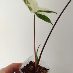 シンゴニウム　フレンチマーブルの画像