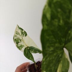 シンゴニウム　フレンチマーブルの画像