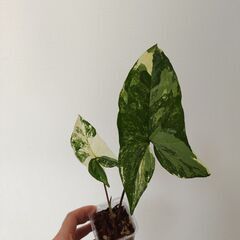 シンゴニウム　フレンチマーブル