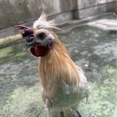 にわとり