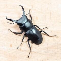 コクワガタ(大阪府高槻市産)WD成虫♂♀中型ペア