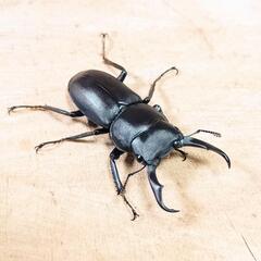 コクワガタ(大阪府高槻市産)WD成虫♂♀中型ペアの画像