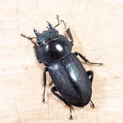 コクワガタ(大阪府高槻市産)WD成虫♂♀中型ペアの画像