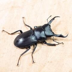 コクワガタ(大阪府高槻市産)WD成虫♂♀中型ペアの画像