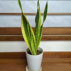 空気洗浄効果あり✨サンスベリア　高さ50センチ　観葉植物