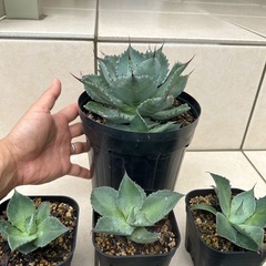 アガベ　ポタトラム　吉祥冠　子株　　