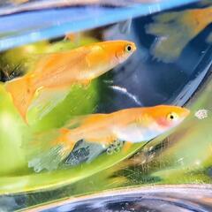 【ワンコイン🌼】メダカ 針子👶🏻 8匹   竜章鳳姿 優雅✨ヒレ長 ピンクほっぺ🩷  めだか ラメ 鰭ヒラヒラ の画像