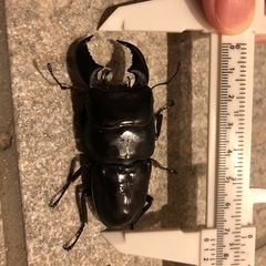 値引きアチェ産スマトラオオヒラタクワガタ　ペアの画像