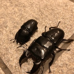 値引きアチェ産スマトラオオヒラタクワガタ　ペアの画像