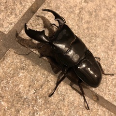 値引きアチェ産スマトラオオヒラタクワガタ　ペアの画像
