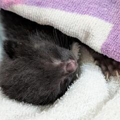 拾い猫 推定生後1週間
