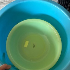 洗面器　タライ
